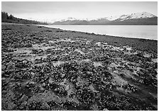 Pictures of Seaweed