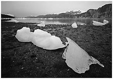 Icebergs near Mc Bride glacier, Muir inlet. Glacier Bay National Park, Alaska, USA. (black and white)
