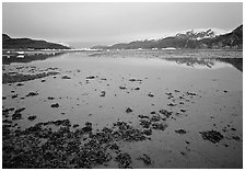 Mud flats near Mc Bride glacier, Muir inlet. Glacier Bay National Park, Alaska, USA. (black and white)