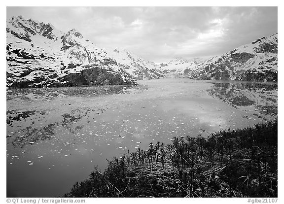 Dwarf plants and John Hopkins inlet. Glacier Bay National Park, Alaska, USA.