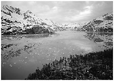 Dwarf plants and John Hopkins inlet. Glacier Bay National Park, Alaska, USA. (black and white)