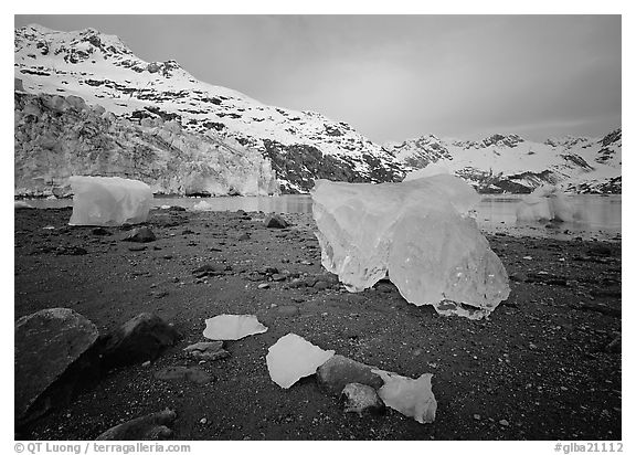 Translucent icebergs at the base of Lamplugh Glacier, morning. Glacier Bay National Park, Alaska, USA.