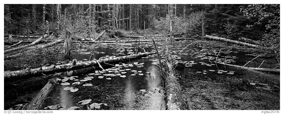 Rainforest pond. Glacier Bay National Park (black and white)