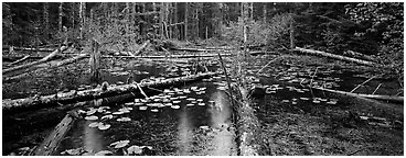 Rainforest pond. Glacier Bay National Park (Panoramic black and white)