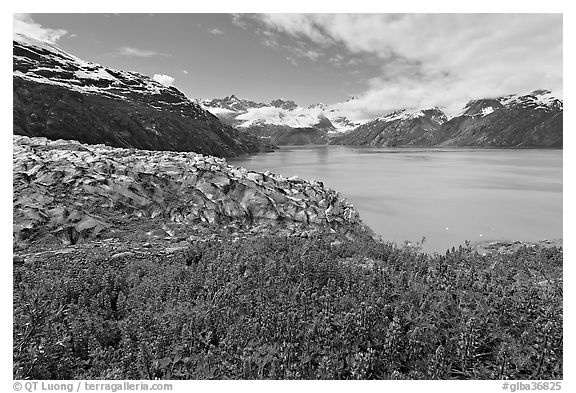 Lupine, Lamplugh glacier, and West Arm. Glacier Bay National Park (black and white)