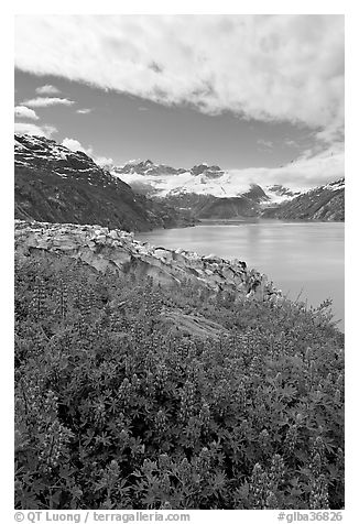 Lupine, Lamplugh glacier, and the Bay seen from a high point. Glacier Bay National Park (black and white)