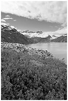 Lupine, Lamplugh glacier, and the Bay seen from a high point. Glacier Bay National Park, Alaska, USA. (black and white)