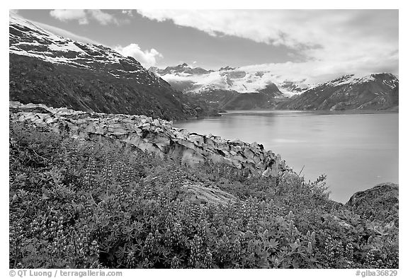 Lupine, Lamplugh glacier, and turquoise bay waters. Glacier Bay National Park, Alaska, USA.