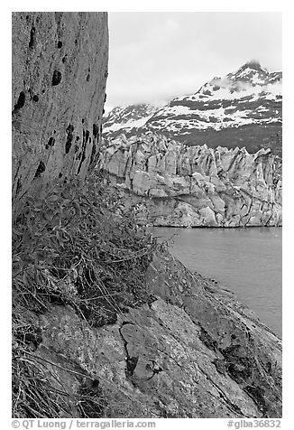 Dwarf fireweed, Lamplugh glacier, and Mt Cooper. Glacier Bay National Park, Alaska, USA.