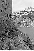 Dwarf fireweed, Lamplugh glacier, and Mt Cooper. Glacier Bay National Park, Alaska, USA. (black and white)