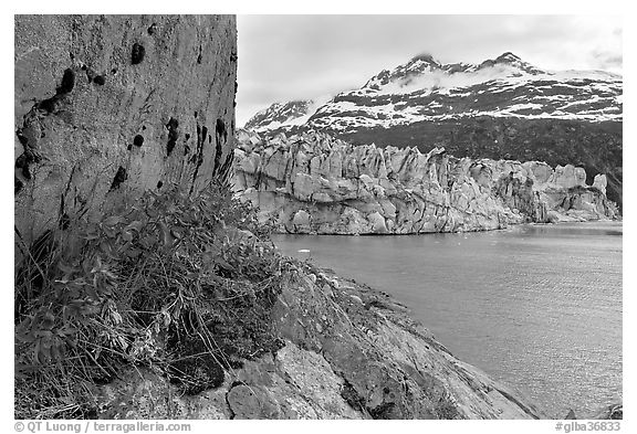 Rock ledge with dwarf fireweed, Lamplugh glacier, and Mt Cooper. Glacier Bay National Park (black and white)