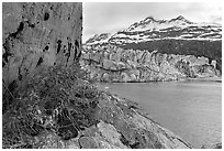 Rock ledge with dwarf fireweed, Lamplugh glacier, and Mt Cooper. Glacier Bay National Park, Alaska, USA. (black and white)