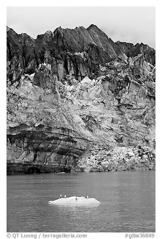 Iceberg, seabirds, and front of Margerie Glacier with black ice. Glacier Bay National Park (black and white)