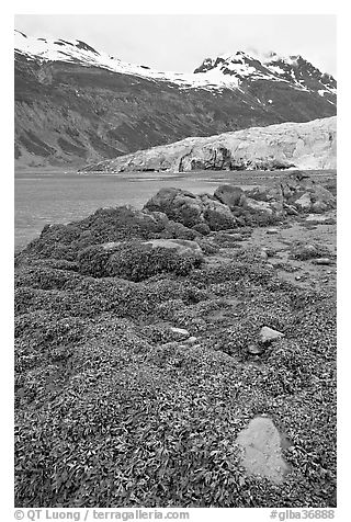 Beach with seaweed exposed at low tide in Reid Inlet. Glacier Bay National Park, Alaska, USA.