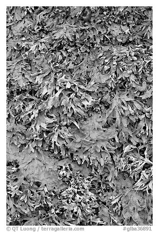 Seaweed close-up. Glacier Bay National Park, Alaska, USA.