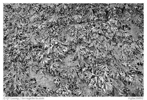 Close-up of seaweed. Glacier Bay National Park, Alaska, USA.