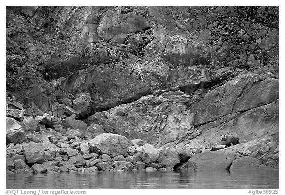 Grizzly bear on rocks by the water. Glacier Bay National Park (black and white)