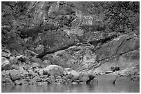 Grizzly bear on rocks by the water. Glacier Bay National Park ( black and white)