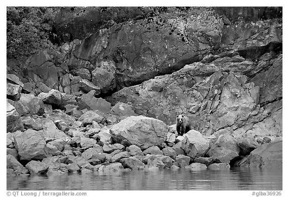 Grizzly bear and boulders by the water. Glacier Bay National Park (black and white)