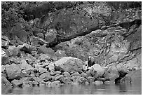 Grizzly bear and boulders by the water. Glacier Bay National Park, Alaska, USA. (black and white)