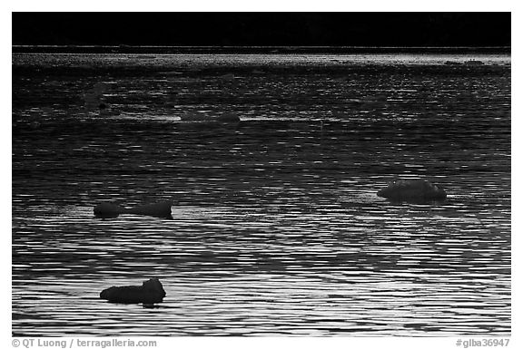 Ripples and icebergs at sunset, Tarr Inlet. Glacier Bay National Park, Alaska, USA.