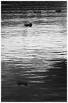 Icebergs and ripples at sunset, Tarr Inlet. Glacier Bay National Park, Alaska, USA. (black and white)