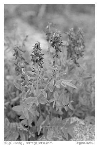 Fireweed close-up. Glacier Bay National Park (black and white)