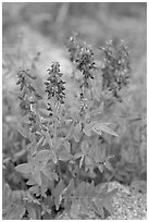 Fireweed close-up. Glacier Bay National Park, Alaska, USA. (black and white)