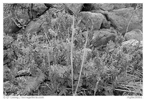 Fireweed and boulders. Glacier Bay National Park, Alaska, USA.