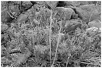 Fireweed and boulders. Glacier Bay National Park, Alaska, USA. (black and white)