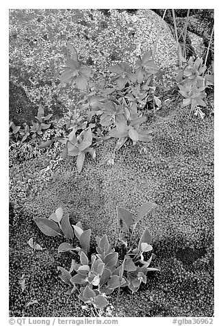 Moss, dwarf fireweed, and rock. Glacier Bay National Park (black and white)