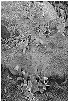 Moss, dwarf fireweed, and rock. Glacier Bay National Park ( black and white)