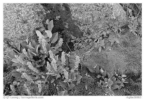 Moss, dwarf fireweed, and rocks. Glacier Bay National Park, Alaska, USA.