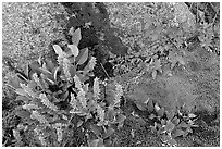 Moss, dwarf fireweed, and rocks. Glacier Bay National Park, Alaska, USA. (black and white)