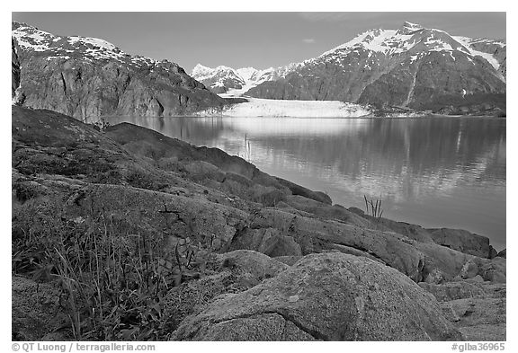 Dwarf fireweed, with Mount Fairweather and Margerie Glacier across bay. Glacier Bay National Park, Alaska, USA.