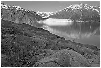 Dwarf fireweed, with Mount Fairweather and Margerie Glacier across bay. Glacier Bay National Park, Alaska, USA. (black and white)