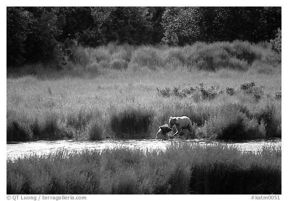 Brown bears in Brooks river. Katmai National Park, Alaska, USA.