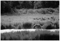 Brown bears in Brooks river. Katmai National Park, Alaska, USA. (black and white)