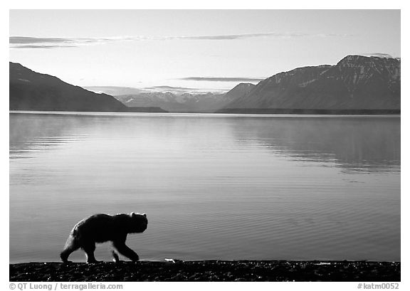 Alaskan Brown bear (Ursus arctos) on the shore of Naknek lake. Katmai National Park (black and white)