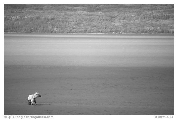 Brown bear in shallows waters of Naknek lake. Katmai National Park (black and white)