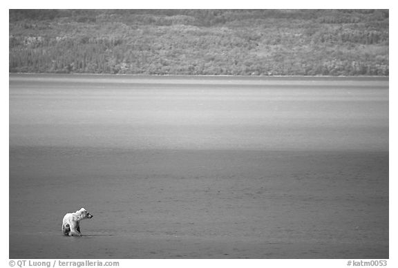 Brown bear in shallows waters of Naknek lake. Katmai National Park, Alaska, USA.