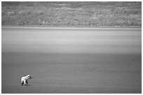 Brown bear in shallows waters of Naknek lake. Katmai National Park, Alaska, USA. (black and white)