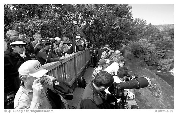 Photographers at the Brooks falls obervation platform. Katmai National Park (black and white)