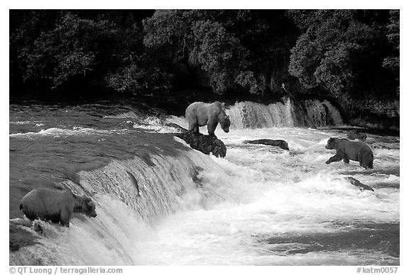 Overview of Brown bears fishing at the Brooks falls. Katmai National Park, Alaska, USA.