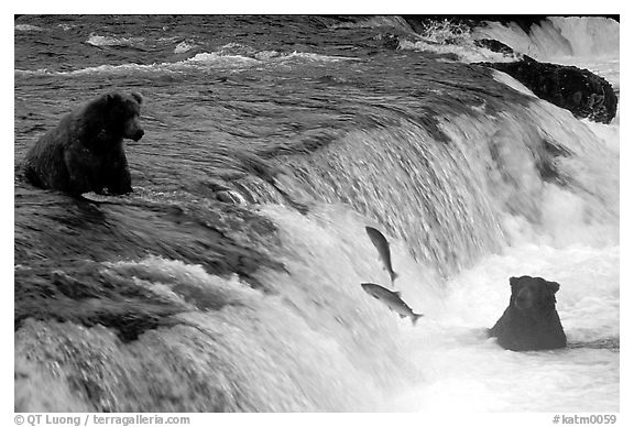Salmon leaping and Brown bears fishing at the Brooks falls. Katmai National Park, Alaska, USA.