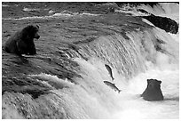 Salmon leaping and Brown bears fishing at the Brooks falls. Katmai National Park, Alaska, USA. (black and white)