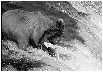 Brown bear (Ursus arctos) catching leaping salmon at Brooks falls. Katmai National Park, Alaska, USA. (black and white)