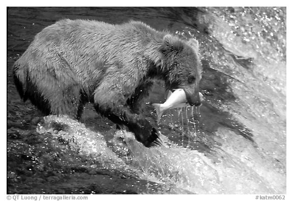 Alaskan Brown bear catching leaping salmon at Brooks falls. Katmai National Park, Alaska, USA.