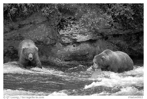 Brown bears (scientific name: ursus arctos) fishing at the Brooks falls. Katmai National Park (black and white)