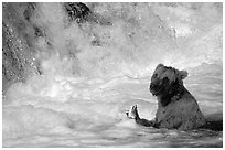 Alaskan Brown bear (Ursus arctos) fishing at the base of Brooks falls. Katmai National Park, Alaska, USA. (black and white)